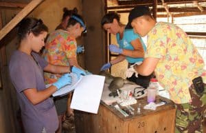 Malawi - Wildlife Rescue Center Veterinary Internship9