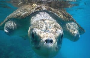 Maldives - Marine and Turtle Conservation11