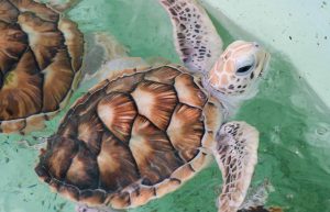 Maldives - Marine and Turtle Conservation14