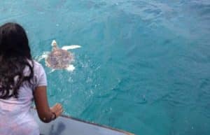 Maldives - Marine and Turtle Conservation19