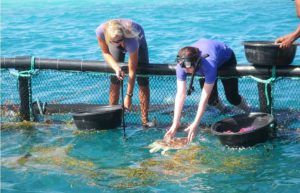 Maldives - Marine and Turtle Conservation23