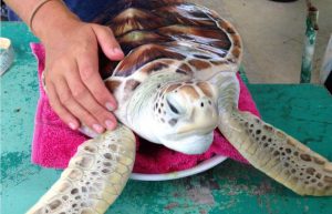 Maldives - Marine and Turtle Conservation24