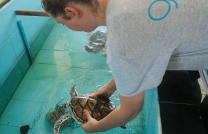 Maldives - Marine and Turtle Conservation34