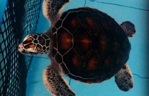 Maldives - Marine and Turtle Conservation38