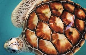 Maldives - Marine and Turtle Conservation8