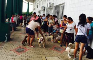 Mexico - Animal Rescue and Veterinary Assistance10