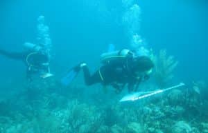Mexico - Diving for Marine Conservation18
