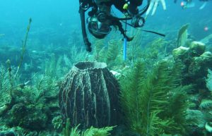 Mexico - Diving for Marine Conservation8