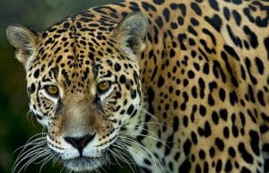 Mexico - Jaguar Jungle Conservation10