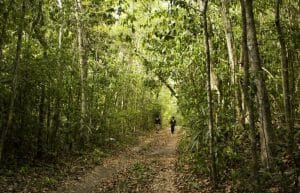 Mexico - Jaguar Jungle Conservation7