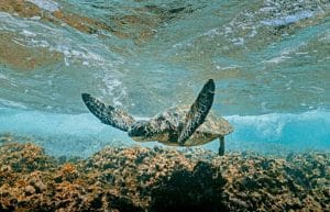 Mexico - Sea Turtle Conservation and Surfing 101-11