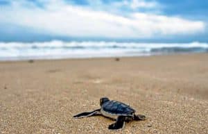 Mexico - Sea Turtle Conservation and Surfing 101-13