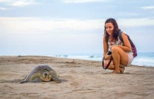 Mexico - Sea Turtle Conservation and Surfing 101-3