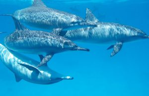 Mozambique - Whale Shark and Marine Conservation14