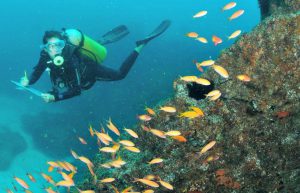 Mozambique - Whale Shark and Marine Conservation17