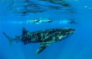 Mozambique - Whale Shark and Marine Conservation19