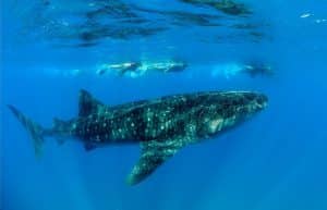 Mozambique - Whale Shark and Marine Conservation32