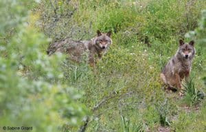 Portugal - Wolf Conservation and Lisbon Experience17