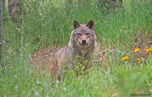 Portugal - Wolf Conservation and Lisbon Experience5