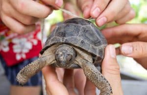 Seychelles - Wildlife Conservation Expedition8