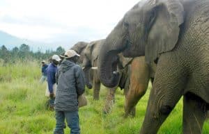 South Africa - African Elephant Conservation and Research10