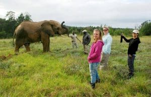 South Africa - African Elephant Conservation and Research12