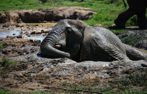 South Africa - African Elephant Conservation and Research13
