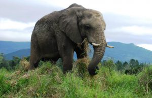 South Africa - African Elephant Conservation and Research14