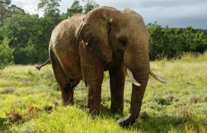 South Africa - African Elephant Conservation and Research15