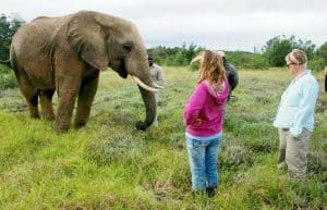 South Africa - African Elephant Conservation and Research2