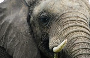 South Africa - African Elephant Conservation and Research3