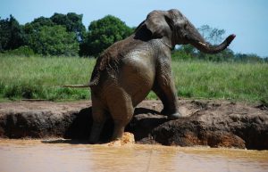 South Africa - African Elephant Conservation and Research4