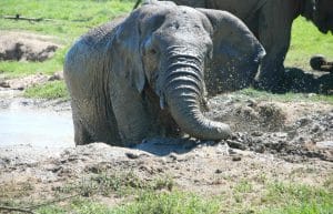 South Africa - African Elephant Conservation and Research5