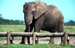 South Africa - African Elephant Conservation and Research6