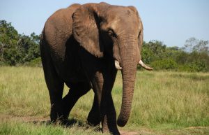South Africa - African Elephant Conservation and Research7