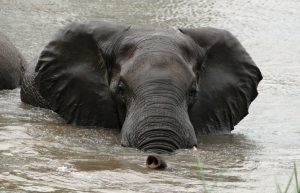 South Africa - African Elephant Conservation and Research8
