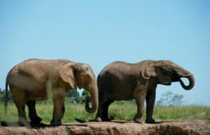 South Africa - African Elephant Conservation and Research9