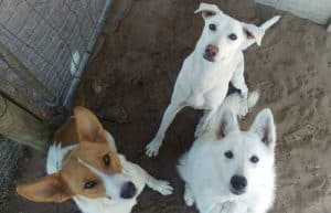 South Africa - Animal Rescue and Veterinary Shelter15