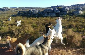 South Africa - Animal Rescue and Veterinary Shelter17