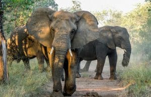 South Africa - Big 5 and Endangered Species Reserve10