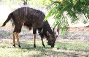 South Africa - Big 5 and Endangered Species Reserve12