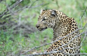 South Africa - Big 5 and Endangered Species Reserve26