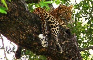 South Africa - Big 5 and Endangered Species Reserve27