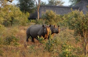 South Africa - Big 5 and Endangered Species Reserve32
