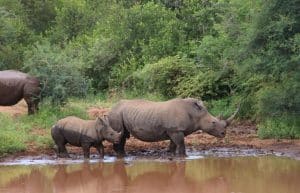 South Africa - Big 5 and Endangered Species Reserve35
