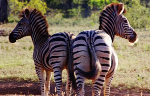 South Africa - Big 5 and Endangered Species Reserve6