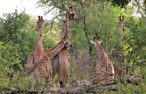 South Africa - Big 5 and Endangered Species Reserve9