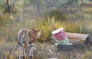 South Africa - Big Cat Refuge11