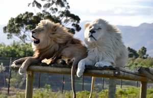 South Africa - Big Cat Refuge18