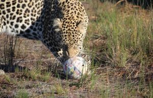 South Africa - Big Cat Refuge22
